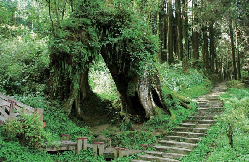 千年古木林 巨木群栈道