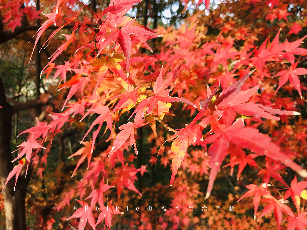 福岡 朝倉秋月城跡追逐紅葉 紅葉狩り 行动猫