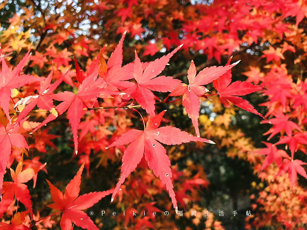 福岡 朝倉秋月城跡追逐紅葉 紅葉狩り 行动猫