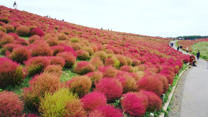 茨城 地方分類 行動貓